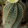 Astrophytum_ornatum_1
