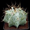 Astrophytum_ornatum_2