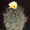 Astrophytum_senile