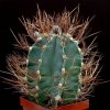 Astrophytum_senile_aureum