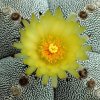 Astrophytum_x_onzuka