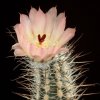 Austrocactus_dusenii