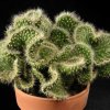 Austrocylindropuntia