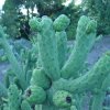 Austrocylindropuntia_cylindrica