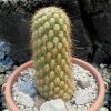 Austrocylindropuntia_pachypus