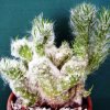 Austrocylindropuntia_vestita_forma_cristata