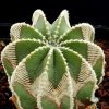 Aztekium_hintonii_1