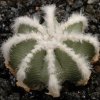 Aztekium_hintonii_2