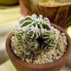 Aztekium_hintonii_4