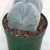 astrophytum_myriostigma_quadricostatum_1