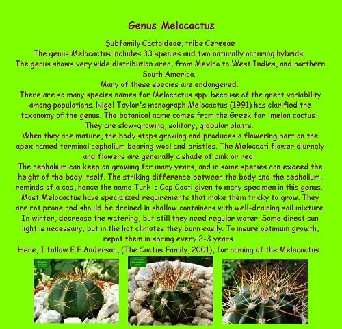 Melocactus