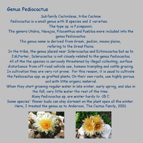 Pediocactus