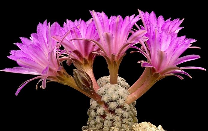 Mammillaria_theresae