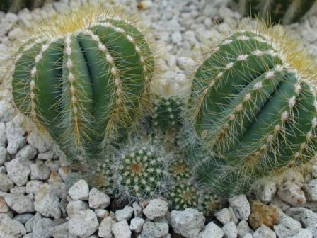 notocactus