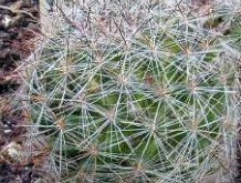 Mammilaria