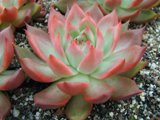 Echeveria