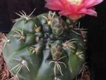 gymnocalicyum baldianum