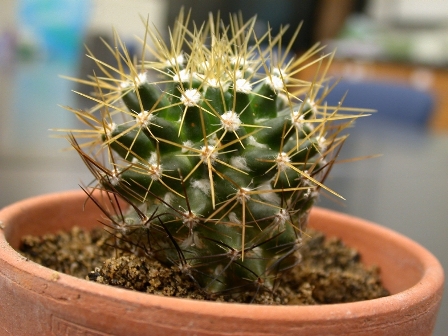 mammilaria