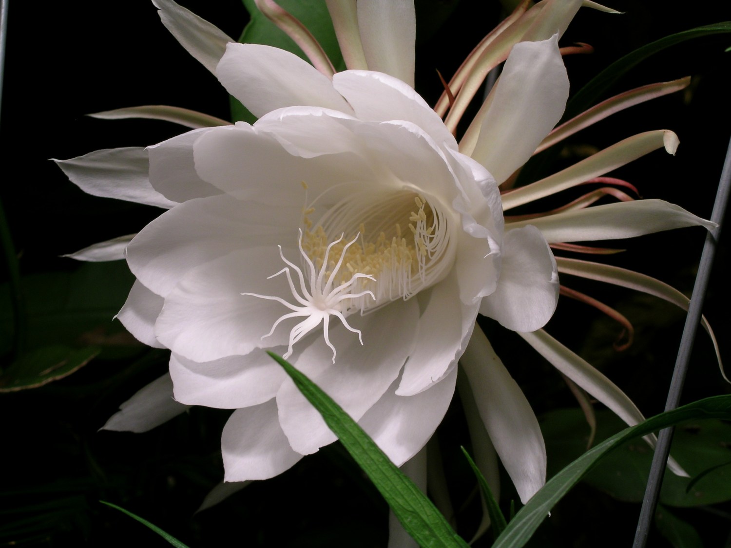 gece açan cereus