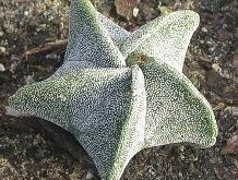 Astrophytum myrostügma