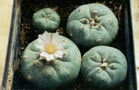 lopophora williamsii