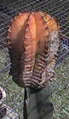 Gymno mantar ve kırmızı örümcek