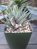 Haworthia