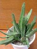 Gasteria